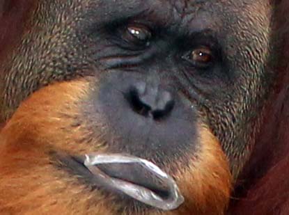 NGO Calls Finally Heard, Orangutan Pongki Will Move Out of Medan Zoo (January 11, 2016)